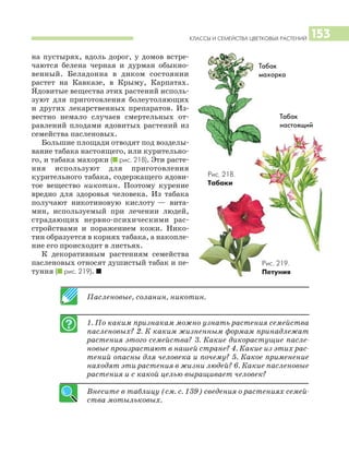 КЛАССЫ И СЕМЕЙСТВА ЦВЕТКОВЫХ РАСТЕНИЙ 153
на пустырях, вдоль дорог, у домов встре
чаются белена черная и дурман обыкно
венный. Беладонна в диком состоянии
растет на Кавказе, в Крыму, Карпатах.
Ядовитые вещества этих растений исполь
зуют для приготовления болеутоляющих
и других лекарственных препаратов. Из
вестно немало случаев смертельных от
равлений плодами ядовитых растений из
семейства пасленовых.
Большие площади отводят под возделы
вание табака настоящего, или курительно
го, и табака махорки (I рис. 218). Эти расте
ния используют для приготовления
курительного табака, содержащего ядови
тое вещество никотин. Поэтому курение
вредно для здоровья человека. Из табака
получают никотиновую кислоту — вита
мин, используемый при лечении людей,
страдающих нервно психическими рас
стройствами и поражением кожи. Нико
тин образуется в корнях табака, а накопле
ние его происходит в листьях.
К декоративным растениям семейства
пасленовых относят душистый табак и пе
туния (I рис. 219). I
Пасленовые, соланин, никотин.
1. По каким признакам можно узнать растения семейства
пасленовых? 2. К каким жизненным формам принадлежат
растения этого семейства? 3. Какие дикорастущие пасле
новые произрастают в нашей стране? 4. Какие из этих рас
тений опасны для человека и почему? 5. Какое применение
находят эти растения в жизни людей? 6. Какие пасленовые
растения и с какой целью выращивает человек?
Внесите в таблицу (см. с. 139) сведения о растениях семей
ства мотыльковых.
Рис. 218.
Табаки
Табак
настоящий
Табак
махорка
Рис. 219.
Петуния
 