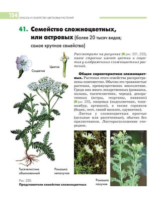 КЛАССЫ И СЕМЕЙСТВА ЦВЕТКОВЫХ РАСТЕНИЙ
154
Рассмотрите на рисунках (I рис. 221, 222),
какое строение имеют цветки и соцве
тия у изображенных сложноцветных рас
тений.
Общая характеристика сложноцвет
ных. Растения этого семейства распростра
нены повсеместно. Обычно это травянистые
растения, преимущественно многолетние.
Среди них много лекарственных (ромашка,
полынь, тысячелистник, череда), декора
тивных (астры, георгины, нивяник)
(I рис. 220), пищевых (подсолнечник, топи
намбур, артишок), а также сорняков
(бодяк, осот, синий василек, одуванчик).
Листья у сложноцветных простые
(цельные или рассеченные), обычно без
прилистников. Листорасположение оче
редное.
41. Семейство сложноцветных,
или астровых (более 20 тысяч видов;
самое крупное семейство)
Рис. 220.
Представители семейства сложноцветных
Тысячелистник
обыкновенный
Соцветие
Цветок
Ромашка
непахучая
Ромашка
пахучая
 