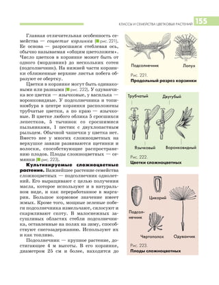 Цикорий
Одуванчик
КЛАССЫ И СЕМЕЙСТВА ЦВЕТКОВЫХ РАСТЕНИЙ 155
Главная отличительная особенность се
мейства — соцветие корзинка (I рис. 221).
Ее основа — разросшаяся стеблевая ось,
обычно называемая «общим цветоложем».
Число цветков в корзинке может быть от
одного (мордовник) до нескольких сотен
(подсолнечник). На нижней части корзин
ки сближенные верхние листья побега об
разуют ее обертку.
Цветки в корзинке могут быть одинако
выми или разными (I рис. 222). У одуванчи
ка все цветки — язычковые, у василька —
воронковидные. У подсолнечника и топи
намбура в центре корзинки расположены
трубчатые цветки, а по краю — язычко
вые. В цветке любого облика 5 сросшихся
лепестков, 5 тычинок со сросшимися
пыльниками, 1 пестик с двухлопастным
рыльцем. Обычной чашечки у цветка нет.
Вместо нее у многих сложноцветных на
верхушке завязи развиваются щетинки и
волоски, способствующие распростране
нию плодов. Плоды сложноцветных — се
мянки (I рис. 223).
Культивируемые сложноцветные
растения. Важнейшее растение семейства
сложноцветных — подсолнечник однолет
ний. Его выращивают с целью получения
масла, которое используют и в натураль
ном виде, и как переработанное в марга
рин. Большое кормовое значение имеет
жмых. Кроме того, мощные зеленые побе
ги подсолнечника измельчают, силосуют и
скармливают скоту. В малоснежных за
сушливых областях стебли подсолнечни
ка, оставленные на полях на зиму, способ
ствуют снегозадержанию. Используют их
и как топливо.
Подсолнечник — крупное растение, до
стигающее 4 м высоты. В его корзинке,
диаметром 25 см и более, находится до
Рис. 221.
Продольный разрез корзинки
Рис. 222.
Цветки сложноцветных
Трубчатый
Язычковый
Подсолнечник Лопух
Двугубый
Воронковидный
Подсол
нечник
Чертополох
Рис. 223.
Плоды сложноцветных
 