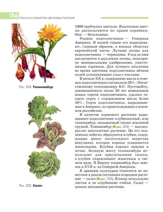 КЛАССЫ И СЕМЕЙСТВА ЦВЕТКОВЫХ РАСТЕНИЙ
156
1000 трубчатых цветков. Язычковые цвет
ки располагаются по краям корзинки.
Они — бесплодные.
Родина подсолнечника — Северная
Америка. В нашей стране его выращива
ют, главным образом, в южных областях
европейской части. Лучшие почвы для
подсолнечника — черноземы. Уход за ним
заключается в рыхлении почвы, подкорм
ке минеральными удобрениями, уничто
жении сорняков. Для лучшего опыления
во время цветения подсолнечника вблизи
полей устанавливают ульи с пчелами.
В начале ХХ в. содержание масла в семе
нах подсолнечника составляло 28%. Отече
ственному селекционеру В.С. Пустовойту,
занимавшемуся около 50 лет выведением
новых сортов подсолнечника, удалось со
здать сорта с содержанием масла более
50%. Сорта подсолнечника, выращивае
мые в Америке, по происхождению в основ
ном российские.
В качестве кормового растения выра
щивают подсолнечник клубненосный, или
топинамбур, называемый также земляной
грушей. Томинамбур (I рис. 224) — высоко
рослое многолетнее растение. На его под
земных побегах образуются клубни, содер
жащие много питательного вещества
(инулина), которое хорошо усваивается
животными. Клубни хорошо зимуют в
почве. Зеленую массу топинамбура ис
пользуют для приготовления силоса,
а клубни скармливают животным в све
жем виде. В Европу топинамбур был заве
зен в ХVII в. из Северной Америки.
К древним культурам относится не из
вестное в диком состоянии огородное расте
ние — салат (I рис. 225). В пищу используют
листья и не огрубевшие стебли. Салат —
ценное витаминное растение.
Рис. 224. Топинамбур
Рис. 225. Салат
 