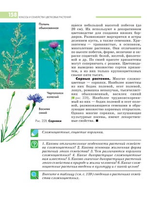 КЛАССЫ И СЕМЕЙСТВА ЦВЕТКОВЫХ РАСТЕНИЙ
158
щиеся небольшой высотой побегов (до
20 см). Их используют в декоративном
цветоводстве для создания низких бор
дюров. Размножают маргаритки и астры
делением куста, а также семенами. Хри
зантемы — травянистые, в основном,
многолетние растения. Они отличаются
по высоте побегов, форме, величине и ок
раске соцветий: белой, желтой, фиолето
вой и др. По своей красоте хризантемы
могут соперничать с розами. Цветовода
ми выведено множество сортов хризан
тем, а из них только крупноцветковых
свыше пяти тысяч.
Сорные растения. Многие сложно
цветные — сорняки. Наиболее известны
из них бодяк полевой, осот полевой,
лопух, ромашка непахучая, тысячелист
ник обыкновенный, василек синий
(I рис. 228). Наиболее трудноискорени
мый из них — бодяк полевой и осот поле
вой, размножающиеся семенами и обра
зующие множество корневых отпрысков.
Однако многие сорняки, заглушающие
культурные посевы, имеют лекарствен
ные свойства. I
Сложноцветные, соцветие корзинка.
1. Каковы отличительные особенности растений семейст
ва сложноцветных? 2. Какова основная жизненная форма
растений этого семейства? 3. Чем различаются корзинки
сложноцветных? 4. Какие дикорастущие сложноцветные
вам известны? 5. Каково значение дикорастущих растений
этого семейства в природе и жизни человека? 6. Какие слож
ноцветные растения введены в культуру и с какой целью?
Внесите в таблицу (см. с. 139) сведения о растениях семей
ства сложноцветных.
Полынь
обыкновенная
Чертополох
колючий
Василек
синий
Рис. 228. Сорняки
 