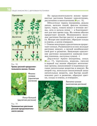 ОБЩЕЕ ЗНАКОМСТВО С ЦВЕТКОВЫМИ РАСТЕНИЯМИ16
По продолжительности жизни травя
нистые растения бывают однолетними,
двулетними и многолетними (I рис. 18).
Однолетние травы (например, редька
дикая, василек синий, фиалка полевая,
просо, горох, томат) живут в течение вес
ны, лета и начала осени — в благоприят
ное для них время года. Их семена обычно
прорастают весной. Появившиеся моло
дые растения быстро растут и развивают
ся. Вскоре они зацветают, образуют плоды
и семена, а затем отмирают.
* Семена некоторых однолетников прорас
тают осенью. Развившиеся из них молодые
растения зимуют, а весной возобновляют
свой рост и развитие. Зимующие однолет
ние растения называются озимыми (ози
мая пшеница, пастушья сумка). )
Двулетние травы (например, лопух
(I рис. 19), чертополох, морковь, свекла)
в первый год жизни образуют вегетатив
ные органы, накапливают в подземных ор
ганах питательные вещества и зимуют. Во
второй год, используя накопленный запас
питательных веществ, они быстро возоб
новляют рост и развитие, образуют цвет
ки, плоды и семена, и отмирают.
Рис. 18.
Травы разной продолжи
тельности жизни. Схема
Рис. 19.
Травянистые растения
разной продолжитель
ности жизни
Лопух большой
(двулетнее растение)
Однолетние
Двулетние
Многолетние
Фиалка
полевая
(однолетнее
растение) Лапчатка гусиная
(многолетнее растение)
 