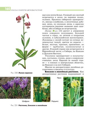 КЛАССЫ И СЕМЕЙСТВА ЦВЕТКОВЫХ РАСТЕНИЙ
160
вые или почти белые. Гусиный лук желтый
встречается в лесах, на паровых полях,
склонах. Пролеска сибирская произраста
ет, иногда в изобилии, в лесостепных дубо
вых лесах, по опушкам лесов, в зарослях
кустарников (видовое название дано оши
бочно, ибо в Сибири не встречается).
Лилии (I рис. 230) растут в умеренном
поясе северного полушария, большей
частью в горах, по лесным и открытым
склонам, в субальпийском высокотравье.
Луковицы у лилий состоят из сочных не
замкнутых чешуй, цветки по окраске —
белые, желтые, красные, оранжевые, по
форме — трубчатые, колокольчатые и
другие. В нашей стране они встречаются в
Европейской части, в Сибири, на Кавказе
и Дальнем Востоке.
Тюльпаны произрастают в полупусты
нях, пустынях, степях, реже в широколи
ственных лесах Евразии (в нашей стра
не — в южных и центральных областях,
на Кавказе и на юге Сибири).
Многие из дикорастущих лилейных де
коративны и введены в культуру.
Близкие к лилейным растения. Как
декоративные растения выращивают и
Ирис
Нарцисс
Рис. 230. Лилия саранка
Шафран
Рис. 231. Растения, близкие к лилейным
 