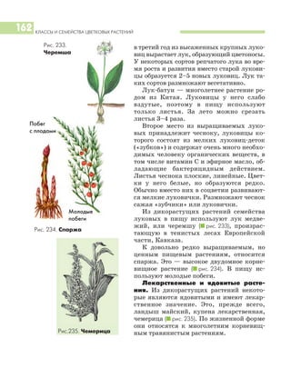 КЛАССЫ И СЕМЕЙСТВА ЦВЕТКОВЫХ РАСТЕНИЙ
162
в третий год из высаженных крупных луко
виц вырастает лук, образующий цветоносы.
У некоторых сортов репчатого лука во вре
мя роста и развития вместо старой лукови
цы образуется 2–5 новых луковиц. Лук та
ких сортов размножают вегетативно.
Лук батун — многолетнее растение ро
дом из Китая. Луковицы у него слабо
вздутые, поэтому в пищу используют
только листья. За лето можно срезать
листья 3–4 раза.
Второе место из выращиваемых луко
вых принадлежит чесноку, луковицы ко
торого состоят из мелких луковиц деток
(«зубков») и содержат очень много необхо
димых человеку органических веществ, в
том числе витамин С и эфирное масло, об
ладающие бактерицидным действием.
Листья чеснока плоские, линейные. Цвет
ки у него белые, но образуются редко.
Обычно вместо них в соцветии развивают
ся мелкие луковички. Размножают чеснок
сажая «зубчики» или луковички.
Из дикорастущих растений семейства
луковых в пищу используют лук медве
жий, или черемшу (I рис. 233), произрас
тающую в тенистых лесах Европейской
части, Кавказа.
К довольно редко выращиваемым, но
ценным пищевым растениям, относится
спаржа. Это — высокое двудомное корне
вищное растение (I рис. 234). В пищу ис
пользуют молодые побеги.
Лекарственные и ядовитые расте
ния. Из дикорастущих растений некото
рые являются ядовитыми и имеют лекар
ственное значение. Это, прежде всего,
ландыш майский, купена лекарственная,
чемерица (I рис. 235). По жизненной форме
они относятся к многолетним корневищ
ным травянистым растениям.
Рис. 234. Спаржа
Рис.235. Чемерица
Молодые
побеги
Побег
с плодами
Рис. 233.
Черемша
 