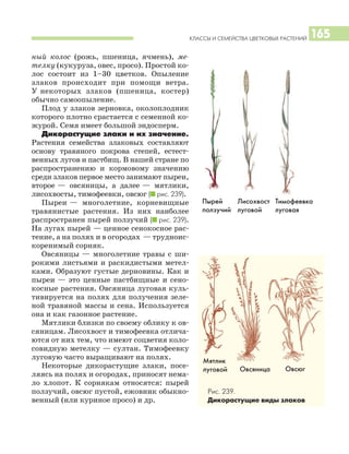 КЛАССЫ И СЕМЕЙСТВА ЦВЕТКОВЫХ РАСТЕНИЙ 165
ный колос (рожь, пшеница, ячмень), ме
телку (кукуруза, овес, просо). Простой ко
лос состоит из 1–30 цветков. Опыление
злаков происходит при помощи ветра.
У некоторых злаков (пшеница, костер)
обычно самоопыление.
Плод у злаков зерновка, околоплодник
которого плотно срастается с семенной ко
журой. Семя имеет большой эндосперм.
Дикорастущие злаки и их значение.
Растения семейства злаковых составляют
основу травяного покрова степей, естест
венных лугов и пастбищ. В нашей стране по
распространению и кормовому значению
среди злаков первое место занимают пыреи,
второе — овсяницы, а далее — мятлики,
лисохвосты, тимофеевки, овсюг (I рис. 239).
Пыреи — многолетние, корневищные
травянистые растения. Из них наиболее
распространен пырей ползучий (I рис. 239).
На лугах пырей — ценное сенокосное рас
тение, а на полях и в огородах — трудноис
коренимый сорняк.
Овсяницы — многолетние травы с ши
рокими листьями и раскидистыми метел
ками. Образуют густые дерновины. Как и
пыреи — это ценные пастбищные и сено
косные растения. Овсяница луговая куль
тивируется на полях для получения зеле
ной травяной массы и сена. Используется
она и как газонное растение.
Мятлики близки по своему облику к ов
сяницам. Лисохвост и тимофеевка отлича
ются от них тем, что имеют соцветия коло
совидную метелку — султан. Тимофеевку
луговую часто выращивают на полях.
Некоторые дикорастущие злаки, посе
ляясь на полях и огородах, приносят нема
ло хлопот. К сорнякам относятся: пырей
ползучий, овсюг пустой, ежовник обыкно
венный (или куриное просо) и др.
Пырей
ползучий
Овсяница Овсюг
Рис. 239.
Дикорастущие виды злаков
Лисохвост
луговой
Мятлик
луговой
Тимофеевка
луговая
 