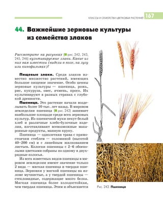 КЛАССЫ И СЕМЕЙСТВА ЦВЕТКОВЫХ РАСТЕНИЙ 167
Рассмотрите на рисунках (I рис. 242, 243,
245, 246) культивируемые злаки. Какие из
них вам известны (видели в поле, на лугу
или кинофильмах)?
Пищевые злаки. Среди злаков из
вестно множество растений, имеющих
большое пищевое значение. Особо ценны
зерновые культуры — пшеница, рожь,
рис, кукуруза, овес, ячмень, просо. Их
культивируют в разных странах с глубо
кой древности.
Пшеница. Это растение начали возде
лывать более 10 тыс. лет назад. В мировом
земледелии пшеница (I рис. 242) занимает
наибольшие площади среди всех зерновых
культур. Из пшеничной муки пекут белый
хлеб и различные хлебо булочные изде
лия, изготавливают всевозможные мака
ронные продукты, манную крупу.
Пшеница — однолетняя трава с прямо
стоячим стеблем — соломиной (высотой
40–200 см) и с линейным жилкованием
листьев. Колоски пшеницы с 2–6 обоепо
лыми цветками собраны по одному в двух
рядные колосья.
Из всех известных видов пшеницы в ми
ровом земледелии имеют значение только
2 вида — мягкая пшеница и твердая пше
ница. Зерновки у мягкой пшеницы на из
ломе мучнистые, а у твердой пшеницы —
стекловидные, содержащие много белка.
Мягкая пшеница более холодостойкая,
чем твердая пшеница. Этим и объясняется
44. Важнейшие зерновые культуры
из семейства злаков
Рис. 242. Пшеница
 