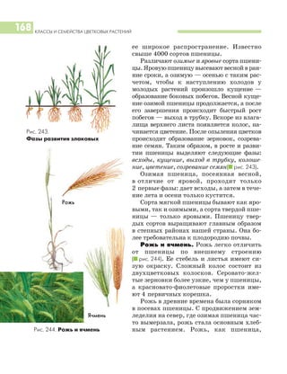 ее широкое распространение. Известно
свыше 4000 сортов пшеницы.
Различают озимые и яровые сорта пшени
цы. Яровую пшеницу высевают весной в ран
ние сроки, а озимую — осенью с таким рас
четом, чтобы к наступлению холодов у
молодых растений произошло кущение —
образование боковых побегов. Весной куще
ние озимой пшеницы продолжается, а после
его завершения происходит быстрый рост
побегов — выход в трубку. Вскоре из влага
лища верхнего листа появляется колос, на
чинается цветение. После опыления цветков
происходит образование зерновок, созрева
ние семян. Таким образом, в росте и разви
тии пшеницы выделяют следующие фазы:
всходы, кущение, выход в трубку, колоше
ние, цветение, созревание семян(I рис. 243).
Озимая пшеница, посеянная весной,
в отличие от яровой, проходит только
2 первые фазы: дает всходы, а затем в тече
ние лета и осени только кустится.
Сорта мягкой пшеницы бывают как яро
выми, так и озимыми, а сорта твердой пше
ницы — только яровыми. Пшеницу твер
дых сортов выращивают главным образом
в степных районах нашей страны. Она бо
лее требовательна к плодородию почвы.
Рожь и ячмень. Рожь легко отличить
от пшеницы по внешнему строению
(I рис. 244). Ее стебель и листья имеют си
зую окраску. Сложный колос состоит из
двухцветковых колосков. Серовато жел
тые зерновки более узкие, чем у пшеницы,
а красновато фиолетовые проростки име
ют 4 первичных корешка.
Рожь в древние времена была сорняком
в посевах пшеницы. С продвижением зем
леделия на север, где озимая пшеница час
то вымерзала, рожь стала основным хлеб
ным растением. Рожь, как пшеница,
КЛАССЫ И СЕМЕЙСТВА ЦВЕТКОВЫХ РАСТЕНИЙ
168
Рожь
Ячмень
Рис. 243.
Фазы развития злаковых
Рис. 244. Рожь и ячмень
 