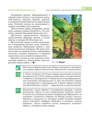 ОБЩЕЕ ЗНАКОМСТВО С ЦВЕТКОВЫМИ РАСТЕНИЯМИ 17
Подземные органы, образовавшиеся в
первый сезон жизни у культурных расте
ний (свекла, морковь, брюква, редька),
в открытом грунте обычно не перезимовы
вают. Поэтому осенью их выкапывают и
хранят в погребах или подвалах.
Многолетние травы (например, земля
ника, ландыш, щавель, банан (I рис. 20), лап
чатка, люпин). Они живут более двух лет.
Достигнув определенного возраста,
многолетники образуют цветки и плоды
обычно в течение 10–20 и более лет.
* Многолетние травы к осени накаплива
ют в подземных органах запас питатель
ных веществ. Надземные побеги у них
почти полностью отмирают. На зиму оста
ются лишь их нижние части с зимующими
почками, которые находятся в верхнем
слое почвы или у самой ее поверхности.
Весной из почек за счет запасных пита
тельных веществ у многолетних трав вы
растают новые побеги. ) I
Жизненные формы растений: дерево, кустарник, кустарни
чек, трава; травы: однолетние, двулетние и многолетние.
1. Какие основные жизненные формы различают у цветко
вых растений? 2. Чем сходны между собой и чем различают
ся деревья и кустарники? 3. Какую жизненную форму расте
ний называют кустарничком? 4. Чем отличаются травы
от кустарников и кустарничков? 5. Какие травы называ
ют однолетними, а какие — двулетними и многолетними?
Выясните, какие деревья и кустарники растут в вашей
местности. Какие из них встречаются наиболее часто?
Узнайте их названия (в случае затруднения обратитесь за
помощью к учителю). Сорвите по одному листу с разных
деревьев и засушите их, положив между листами старой
книги. Сделайте гербарий «Простые и сложные листья
деревьев». Около каждого листа напишите название
дерева, с которого он был сорван.
Рис. 20. Банан
 