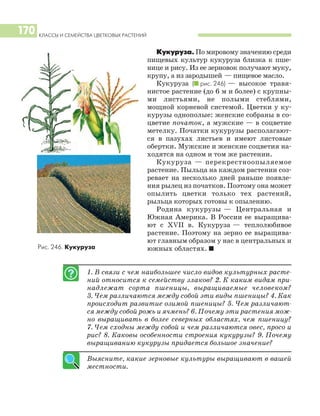 Кукуруза. По мировому значению среди
пищевых культур кукуруза близка к пше
нице и рису. Из ее зерновок получают муку,
крупу, а из зародышей — пищевое масло.
Кукуруза (I рис. 246) — высокое травя
нистое растение (до 6 м и более) с крупны
ми листьями, не полыми стеблями,
мощной корневой системой. Цветки у ку
курузы однополые: женские собраны в со
цветие початок, а мужские — в соцветие
метелку. Початки кукурузы располагают
ся в пазухах листьев и имеют листовые
обертки. Мужские и женские соцветия на
ходятся на одном и том же растении.
Кукуруза — перекрестноопыляемое
растение. Пыльца на каждом растении соз
ревает на несколько дней раньше появле
ния рылец из початков. Поэтому она может
опылить цветки только тех растений,
рыльца которых готовы к опылению.
Родина кукурузы — Центральная и
Южная Америка. В России ее выращива
ют с ХVII в. Кукуруза — теплолюбивое
растение. Поэтому на зерно ее выращива
ют главным образом у нас в центральных и
южных областях. I
КЛАССЫ И СЕМЕЙСТВА ЦВЕТКОВЫХ РАСТЕНИЙ
170
1. В связи с чем наибольшее число видов культурных расте
ний относится к семейству злаков? 2. К каким видам при
надлежат сорта пшеницы, выращиваемые человеком?
3. Чем различаются между собой эти виды пшеницы? 4. Как
происходит развитие озимой пшеницы? 5. Чем различают
ся между собой рожь и ячмень? 6. Почему эти растения мож
но выращивать в более северных областях, чем пшеницу?
7. Чем сходны между собой и чем различаются овес, просо и
рис? 8. Каковы особенности строения кукурузы? 9. Почему
выращиванию кукурузы придается большое значение?
Выясните, какие зерновые культуры выращивают в вашей
местности.
Рис. 246. Кукуруза
 