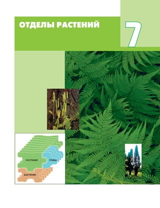 ОТДЕЛЫ РАСТЕНИЙ
171
ОТДЕЛЫ РАСТЕНИЙ
7
ГРИБЫРАСТЕНИЯ
БАКТЕРИИ
 