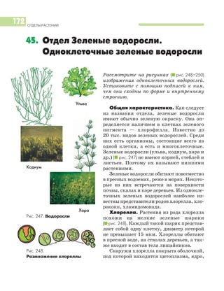 ОТДЕЛЫ РАСТЕНИЙ
172
Рассмотрите на рисунках (I рис. 248–250)
изображения одноклеточных водорослей.
Установите с помощью подписей к ним,
чем они сходны по форме и внутреннему
строению.
Общая характеристика. Как следует
из названия отдела, зеленые водоросли
имеют обычно зеленую окраску. Она оп
ределяется наличием в клетках зеленого
пигмента — хлорофилла. Известно до
20 тыс. видов зеленых водорослей. Среди
них есть организмы, состоящие всего из
одной клетки, а есть и многоклеточные.
Зеленые водоросли (ульва, кодиум, хара и
др.) (I рис. 247) не имеют корней, стеблей и
листьев. Поэтому их называют низшими
растениями.
Зеленые водоросли обитают повсеместно
в пресных водоемах, реже в морях. Некото
рые из них встречаются на поверхности
почвы, скалах и коре деревьев. Из однокле
точных зеленых водорослей наиболее из
вестны представители родов хлорелла, хло
рококк, хламидомонада.
Хлорелла. Растения из рода хлорелла
похожи на мелкие зеленые шарики
(I рис. 248). Каждый такой шарик представ
ляет собой одну клетку, диаметр которой
не превышает 15 мкм. Хлореллы обитают
в пресной воде, на стволах деревьев, а так
же входят в состав тела лишайников.
Снаружи хлорелла покрыта оболочкой,
под которой находятся цитоплазма, ядро,
45. Отдел Зеленые водоросли.
Одноклеточные зеленые водоросли
Ульва
Хара
Кодиум
Рис. 247. Водоросли
Рис. 248.
Размножение хлореллы
 