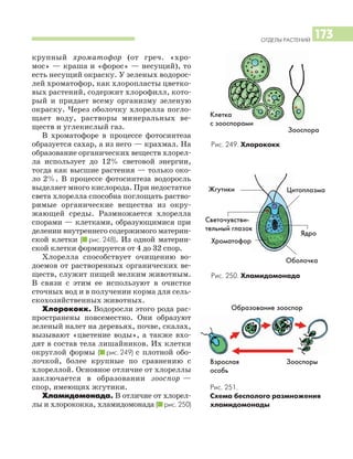 ОТДЕЛЫ РАСТЕНИЙ
173
крупный хроматофор (от греч. «хро
мос» — краша и «форос» — несущий), то
есть несущий окраску. У зеленых водорос
лей хроматофор, как хлоропласты цветко
вых растений, содержит хлорофилл, кото
рый и придает всему организму зеленую
окраску. Через оболочку хлорелла погло
щает воду, растворы минеральных ве
ществ и углекислый газ.
В хроматофоре в процессе фотосинтеза
образуется сахар, а из него — крахмал. На
образование органических веществ хлорел
ла использует до 12% световой энергии,
тогда как высшие растения — только око
ло 2%. В процессе фотосинтеза водоросль
выделяет много кислорода. При недостатке
света хлорелла способна поглощать раство
римые органические вещества из окру
жающей среды. Размножается хлорелла
спорами — клетками, образующимися при
делении внутреннего содержимого материн
ской клетки (I рис. 248). Из одной материн
ской клетки формируется от 4 до 32 спор.
Хлорелла способствует очищению во
доемов от растворенных органических ве
ществ, служит пищей мелким животным.
В связи с этим ее используют в очистке
сточных вод и в получении корма для сель
скохозяйственных животных.
Хлорококк. Водоросли этого рода рас
пространены повсеместно. Они образуют
зеленый налет на деревьях, почве, скалах,
вызывают «цветение воды», а также вхо
дят в состав тела лишайников. Их клетки
округлой формы (I рис. 249) с плотной обо
лочкой, более крупные по сравнению с
хлореллой. Основное отличие от хлореллы
заключается в образовании зооспор —
спор, имеющих жгутики.
Хламидомонада. В отличие от хлорел
лы и хлорококка, хламидомонада (I рис. 250)
Рис. 249. Хлорококк
Рис. 251.
Схема бесполого размножения
хламидомонады
Рис. 250. Хламидомонада
Клетка
с зооспорами
Зооспора
Светочувстви
тельный глазок
Ядро
Оболочка
Цитоплазма
Хроматофор
Жгутики
Взрослая
особь
Образование зооспор
Зооспоры
 