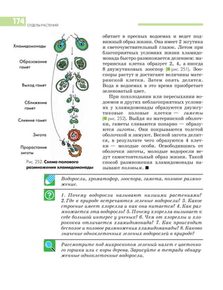 ОТДЕЛЫ РАСТЕНИЙ
174
обитает в пресных водоемах и ведет под
вижный образ жизни. Она имеет 2 жгутика
и светочувствительный глазок. Летом при
благоприятных условиях жизни хламидо
монада быстро размножается делением: ма
теринская клетка образует 2, 4, а иногда
8 двужутиковых зооспор (I рис. 251). Зоо
споры растут и достигают величины мате
ринской клетки. Затем опять делятся.
Вода в водоемах в это время приобретает
зеленоватый цвет.
При похолодании или пересыхании во
доемов и других неблагоприятных услови
ях у хламидомонады образуются двужгу
тиковые половые клетки — гаметы
(I рис. 252). Выйдя из материнской оболоч
ки, гаметы сливаются попарно — образу
ются зиготы. Они покрываются толстой
оболочкой и зимуют. Весной зигота делит
ся, в результате чего образуются 4 клет
ки — молодые особи. Освободившись от
оболочки зиготы, молодые водоросли ве
дут самостоятельный образ жизни. Такой
способ размножения хламидомонады на
зывают половым. I
Водоросли, хроматофор, зооспора, гамета, половое размно
жение.
1. Почему водоросли называют низшими растениями?
2. Где в природе встречаются зеленые водоросли? 3. Какое
строение имеет хлорелла и как она питается? 4. Как раз
множается эта водоросль? 5. Почему хлорелла вызывает к
себе большой интерес у ученых? 6. Чем от хлореллы и хло
рококка отличается хламидомонада? 7. Как происходит
бесполое и половое размножения хламидоманады? 8. Каково
значение одноклеточных зеленых водорослей в природе?
Рассмотрите под микроскопом зеленый налет с цветочно
го горшка или с коры дерева. Зарисуйте в тетради обнару
женные одноклеточные водоросли.
Рис. 252. Схема полового
размножения хламидомонады
Хламидомонады
Образование
гамет
Выход гамет
Сближение
гамет
Слияние гамет
Зигота
Прорастание
зиготы
 