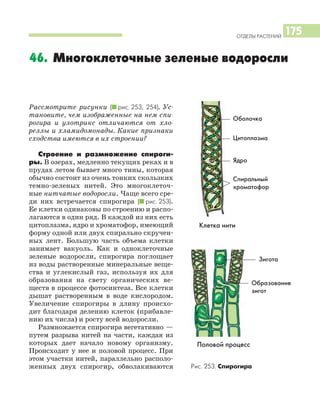 ОТДЕЛЫ РАСТЕНИЙ
175
46. Многоклеточные зеленые водоросли
Рассмотрите рисунки (I рис. 253, 254). Ус
тановите, чем изображенные на нем спи
рогира и улотрикс отличаются от хло
реллы и хламидомонады. Какие признаки
сходства имеются в их строении?
Строение и размножение спироги
ры. В озерах, медленно текущих реках и в
прудах летом бывает много тины, которая
обычно состоит из очень тонких скользких
темно зеленых нитей. Это многоклеточ
ные нитчатые водоросли. Чаще всего сре
ди них встречается спирогира (I рис. 253).
Ее клетки одинаковы по строению и распо
лагаются в один ряд. В каждой из них есть
цитоплазма, ядро и хроматофор, имеющий
форму одной или двух спирально скручен
ных лент. Большую часть объема клетки
занимает вакуоль. Как и одноклеточные
зеленые водоросли, спирогира поглощает
из воды растворенные минеральные веще
ства и углекислый газ, используя их для
образования на свету органических ве
ществ в процессе фотосинтеза. Все клетки
дышат растворенным в воде кислородом.
Увеличение спирогиры в длину происхо
дит благодаря делению клеток (прибавле
нию их числа) и росту всей водоросли.
Размножается спирогира вегетативно —
путем разрыва нитей на части, каждая из
которых дает начало новому организму.
Происходит у нее и половой процесс. При
этом участки нитей, параллельно располо
женных двух спирогир, обволакиваются
Клетка нити
Рис. 253. Спирогира
Оболочка
Цитоплазма
Ядро
Спиральный
хроматофор
Зигота
Образование
зигот
Половой процесс
 
