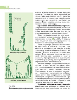 слизью. Противолежащие клетки образуют
выросты, которыми нити соединяются
между собой. Оболочки на концах выростов
растворяются и содержимое одной клетки
перетекает в другую клетку, где образуется
зигота. Из зиготы после периода покоя раз
вивается новая спирогира.
Строение и размножение улотрикса.
В проточных водоемах подводные камни и
коряги часто бывают обросшими ярко зеле
ными шелковистыми нитями. Это много
клеточная нитчатая водоросль улотрикс.
Нити улотрикса состоят из ряда корот
ких клеток с хроматофорами в форме не
замкнутого кольца (I рис. 254). К подвод
ным предметам эти нити прикрепляются
бесцветной клиновидной клеткой.
Как и спирогира, улотрикс размножает
ся бесполым и половым путями. При
бесполом размножении каждая клетка
улотрикса, кроме клиновидной, может об
разовать 2 или 4 четырехжгутиковые зоо
споры. Через разрывы оболочки материн
ской клетки они выходят в воду и
плавают. Прикрепившись к какому либо
подводному предмету, зооспоры делятся и
образуют новые нити водоросли.
В конце лета при наступлении неблагоп
риятных условий жизни в некоторых клет
ках улотрикса образуются мелкие подвиж
ные клетки — двужгутиковые гаметы.
Они выходят в воду и попарно сливают
ся — происходит оплодотворение и образо
вание зигот. Они покрываются плотной
оболочкой, а жгутики у них исчезают. При
наступлении благоприятных условий зиго
ты образуют по 4 клетки. Каждая из них
делится, образуя нити новой особи.
Строение и размножение кладофо
ры. В пресных водоемах и в морях часто
встречается многоклеточная нитчатая во
ОТДЕЛЫ РАСТЕНИЙ
176
Рис. 254.
Схема размножения улотрикса
Часть тела
улотрикса
Бесполое размножение
Половое размножение
 