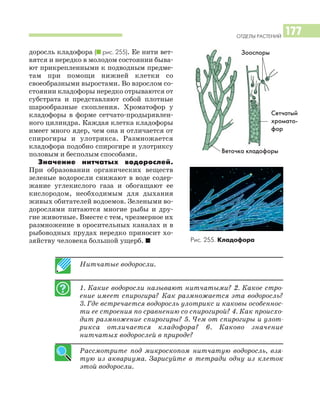 ОТДЕЛЫ РАСТЕНИЙ
177
доросль кладофора (I рис. 255). Ее нити вет
вятся и нередко в молодом состоянии быва
ют прикрепленными к подводным предме
там при помощи нижней клетки со
своеобразными выростами. Во взрослом со
стоянии кладофоры нередко отрываются от
субстрата и представляют собой плотные
шарообразные скопления. Хроматофор у
кладофоры в форме сетчато продырявлен
ного цилиндра. Каждая клетка кладофоры
имеет много ядер, чем она и отличается от
спирогиры и улотрикса. Размножается
кладофора подобно спирогире и улотриксу
половым и бесполым способами.
Значение нитчатых водорослей.
При образовании органических веществ
зеленые водоросли снижают в воде содер
жание углекислого газа и обогащают ее
кислородом, необходимым для дыхания
живых обитателей водоемов. Зелеными во
дорослями питаются многие рыбы и дру
гие животные. Вместе с тем, чрезмерное их
размножение в оросительных каналах и в
рыбоводных прудах нередко приносит хо
зяйству человека большой ущерб. I
Нитчатые водоросли.
1. Какие водоросли называют нитчатыми? 2. Какое стро
ение имеет спирогира? Как размножается эта водоросль?
3. Где встречается водоросль улотрикс и каковы особеннос
ти ее строения по сравнению со спирогирой? 4. Как происхо
дит размножение спирогиры? 5. Чем от спирогиры и улот
рикса отличается кладофора? 6. Каково значение
нитчатых водорослей в природе?
Рассмотрите под микроскопом нитчатую водоросль, взя
тую из аквариума. Зарисуйте в тетради одну из клеток
этой водоросли.
Зооспоры
Рис. 255. Кладофора
Сетчатый
хромато
фор
Веточка кладофоры
 
