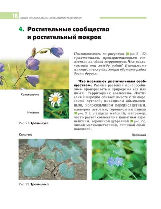 4. Растительные сообщества
и растительный покров
ОБЩЕЕ ЗНАКОМСТВО С ЦВЕТКОВЫМИ РАСТЕНИЯМИ18
Познакомьтесь по рисункам (I рис. 21, 22)
с растениями, произрастающими сов
местно на одной территории. Чем разли
чаются они между собой? Выскажите
мнение, почему они могут обитать рядом
друг с другом.
Что называют растительным сооб
ществом. Разные растения приспособи
лись произрастать в природе на тех или
иных территориях совместно. Лютик
едкий нередко обитает вместе с тимофе
евкой луговой, нивяником обыкновен
ным, колокольчиком персиколистным,
клевером луговым, горошком мышиным
(I рис. 21). Ландыш майский, например,
часто растет совместно с копытнем евро
пейским, вероникой дубравной (I рис. 22),
липой мелколиственной, лещиной обык
новенной.
Рис. 22. Травы леса
Рис. 21. Травы луга
Копытень Вероника
Колокольчик
Нивяник
 