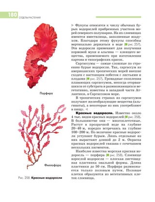 * Фукусы относятся к числу обычных бу
рых водорослей прибрежных участков мо
рей северного полушария. На их слоевищах
имеются вместилища, заполненные возду
хом. Благодаря этому фукусы способны
вертикально держаться в воде (I рис. 257).
Эти водоросли применяют для получения
кормовой муки и альгина — клеящего ве
щества, применяемого при изготовлении
картона и типографских красок.
Саргассумы — самые сложные по стро
ению бурые водоросли. Так, саргассум из
американских тропических морей внешне
сходен с настоящим побегом с листьями и
плодами (I рис. 257). Громадные скопления
плавающих саргассумов, некогда оторвав
шихся от субстрата и размножающихся ве
гетативно, известны в западной части Ат
лантики, в Саргассовом море.
В тропических странах из саргассумов
получают желеобразующие вещества (аль
гинаты), а некоторые из них употребляют
в пищу. )
Красные водоросли. Известно около
4 тыс. видов красных водорослей (I рис. 258).
В большинстве они — многоклеточные.
Растут в прозрачной воде на глубине
20–40 м, изредко встречаясь на глубине
100–200 м. По величине красные водорос
ли уступают бурым. Лишь отдельные из
них вырастают длиной до 2 м. Окраска
красных водорослей связана с сочетанием
нескольких пигментов.
Наиболее известна морская красная во
доросль — порфира (I рис. 258). Слоевище
взрослой водоросли — плоская листовид
ная пластинка овальной формы. Длина
пластинки до 50 см. Порфира размножа
ется только половым путем. Половые
клетки образуются из вегетативных кле
ток слоевища.
ОТДЕЛЫ РАСТЕНИЙ
180
Рис. 258. Красные водоросли
Порфира
Филлофора
 