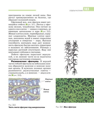 ОТДЕЛЫ РАСТЕНИЙ
183
Рис. 262.
Часть листа сфагума под микроскопом
Мертвые
клетки
Живые
клетки
Рис. 261. Мох сфагнум
пространены на севере лесной зоны. Они
растут преимущественно на болотах, где
образуют сплошной покров.
Сфагновый мох, или сфагнум имеет вет
вящийся стебель (I рис. 261). Листья у сфаг
нума мелкие, чешуйчатые. Они состоят из
одного слоя клеток — живых и мертвых, не
имеющих цитоплазмы и ядра (I рис. 262).
Живые клетки узкие, червеобразные, содер
жат хлоропласты. Мертвые клетки круп
ные, заполнены водой и имеют спиральное
утолщение и отверстия — поры. Высокая
способность впитывать воду дает возмож
ность сфагнуму быстро заселять территории
и вызывать их заболачивание. Ризоиды у
взрослых растений отсутствуют. Воду они
впитывают стеблями и листьями.
Побеги сфагнума нарастают верхуш
кой, а их нижние части из за недостатка
кислорода постепенно отмирают.
Размножение сфагнума. В верхней
части стеблей сфагнума на небольших нож
ках образуются мужские и женские поло
вые органы. В мужских половых органах
развиваются двужгутиковые гаметы —
сперматозоиды, а в женских — яйцеклет
ки (I рис. 263).
 