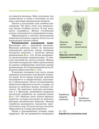 ОТДЕЛЫ РАСТЕНИЙ
187
ля имеются ризоиды. Ими кукушкин лен
закрепляется в почве и всасывает из нее
воду и растворы минеральных веществ.
Листья у кукушкина льна линейно ши
ловидные. На срезе листа под микроско
пом видны столбики клеток. В них нахо
дится хлорофилл. Между столбиками
клеток скапливается и удерживается вода.
Образующиеся в листьях органические
вещества поступают в другие части тела по
проводящим тканям стебля.
Размножение кукушкина льна.
Кукушкин лен — двудомное растение.
Мужские растения имеют на верхушке
красноватые листочки, между которыми
находятся мешочки — мужские органы
размножения (I рис. 268). В них развивают
ся двужгутиковые сперматозоиды. У жен
ских растений все листья зеленые. Между
листьями на верхушке побега расположено
по одному колбовидному женскому органу
размножения. В его расширенной части об
разуется яйцеклетка (I рис. 268).
В весеннее половодье или после дождя
дернинки кукушкина льна бывают покры
ты водой. В это время мужские мешочки
вскрываются и сперматозоиды подплыва
ют к яйцеклеткам. После оплодотворения
яйцеклетки образуется зигота, которая, не
выходя из женского органа, начинает де
литься. На верхушке женского растения,
как и у сфагнума, развивается покрытая
колпачком коробочка на длинной ножке
(I рис. 269). Нижняя часть ножки образует
присоску, которая поглощает из женского
растения органические вещества. Внутри
коробочки развивается множество одно
клеточных спор. В сухую погоду колпачок
сбрасывается и споры рассеиваются.
Попав в благоприятные условия спора
прорастает. Из нее развивается ветвящаяся
Мужские
органы
размножения
Женские
органы
размножения
Рис. 268.
Верхние части побегов
кукушкина льна
Рис. 269.
Коробочки кукушкина льна
Коробочка,
покрытая
колпачком
Коробочка
без колпачка
 