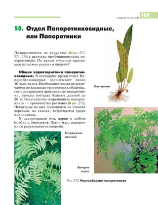 ОТДЕЛЫ РАСТЕНИЙ
189
50. Отдел Папоротниковидные,
или Папоротники
Лиственник
Кочедыжник
женский
Познакомьтесь по рисункам (I рис. 273,
274, 275) с разными представителями па
поротников. По каким внешним призна
кам их можно узнать в природе?
Общая характеристика папоротни
ковидных. В настоящее время отдел Па
поротниковидных насчитывает около
10 тыс. видов. Наибольшее число их встре
чается во влажных тропических областях,
где произрастают древовидные папоротни
ки, стволы которых бывают длиной до
20 м. Большинство современных папорот
ников — травянистые растения (I рис. 273).
Некоторые из них поселяются на стволах
деревьев, на скалах, встречаются среди
них и лианы.
У папоротников есть корни и побеги
(стебли с листьями). Как и мхи, папорот
ники размножаются спорами.
Рис. 273. Разнообразие папоротников
Венерин
волос
 
