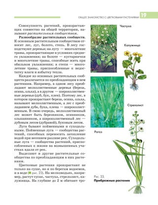 ОБЩЕЕ ЗНАКОМСТВО С ЦВЕТКОВЫМИ РАСТЕНИЯМИ 19
Совокупность растений, произрастаю
щих совместно на общей территории, на
зывают растительным сообществом.
Разнообразие растительных сообществ.
К основным растительным сообществам от
носят лес, луг, болото, степь. В лесу гос
подствуют деревья; на лугу — многолетние
травы, произрастающие в условиях средне
го увлажнения; на болоте — кустарнички
и многолетние травы, способные жить при
обильном увлажнении; в степи — много
летние травы, приспособленные к недос
татку влаги и избытку тепла.
Каждое из основных растительных сооб
ществ различается по преобладающим в нем
растениям. Например, в одном лесу преоб
ладают мелколиственные деревья (береза,
осина, ольха), а в другом — широколиствен
ные деревья (дуб, бук, клен). Поэтому лес, в
котором произрастают береза, осина, ольха,
называют мелколиственным, а лес с преоб
ладанием дуба, бука, клена — широколист
венным. В свою очередь, мелколиственный
лес может быть березняком, осинником,
ольшанником, а широколиственный лес —
дубовым лесом (дубравой), буковым лесом.
Луга бывают пойменными и суходоль
ными. Пойменные луга — сообщества рас
тений, способных переносить затопление
водой при весеннем разливе рек. Суходоль
ные луга — сообщества растений, приспо
собленных к жизни на возвышенных уча
стках вдали от рек.
Выделяют и другие растительные со
общества по преобладающим в них расте
ниям.
Цветковые растения произрастают не
только на суше, но и по берегам водоемов,
и в воде (I рис. 23). На мелководьях, напри
мер, растут сусак, частуха, стрелолист, ка
лужница. На глубине до 2 м обитают тро
Рис. 23.
Прибрежные растения
Частуха
Калужница
Стрелолист
Рогоз
 