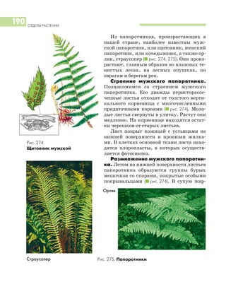 ОТДЕЛЫ РАСТЕНИЙ
190
Из папоротников, произрастающих в
нашей стране, наиболее известны муж
ской папоротник, или щитовник, женский
папоротник, или кочедыжник, а также ор
ляк, страусопер (I рис. 274, 275). Они произ
растают, главным образом во влажных те
нистых лесах, на лесных опушках, по
оврагам и берегам рек.
Строение мужского папоротника.
Познакомимся со строением мужского
папоротника. Его дважды перисторассе
ченные листья отходят от толстого верти
кального корневища с многочисленными
придаточными корнями (I рис. 274). Моло
дые листья свернуты в улитку. Растут они
медленно. На корневище находятся остат
ки черешков от старых листьев.
Лист покрыт кожицей с устьицами на
нижней поверхности и пронизан жилка
ми. В клетках основной ткани листа нахо
дятся хлоропласты, в которых осуществ
ляется фотосинтез.
Размножение мужского папоротни
ка. Летом на нижней поверхности листьев
папоротника образуются группы бурых
мешочков со спорами, покрытые особыми
покрывальцами (I рис. 274). В сухую жар
Рис. 274.
Щитовник мужской
Страусопер Рис. 275. Папоротники
Орляк
 