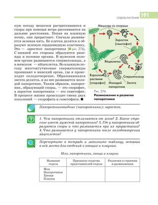 Папоротниковидные (папоротники); заросток.
1. Чем папоротники отличаются от мхов? 2. Какое стро
ение имеет мужской папоротник? 3. Где у папоротника об
разуются споры и что развивается при их прорастании?
4. Что развивается у папоротника после оплодотворения
яйцеклеток?
Перечертите в тетрадь и заполните таблицу, оставив
в ней место для сведений о хвощах и плаунах.
Мхи, папоротники, хвощи и плауны
Название Признаки сходства Различия в строении
отдела представителей отдела и размножении
Мхи
Папоротники
Хвощи
Плауны
ОТДЕЛЫ РАСТЕНИЙ
191
кую погоду мешочки растрескиваются и
споры при помощи ветра рассеиваются на
дальние расстояния. Попав на влажную
почву, они прорастают. Сначала развива
ется зеленая нить. Ее клетки делятся и об
разуют зеленую сердцевидную пластинку.
Это — заросток папоротника (I рис. 276).
С нижней его стороны образуются ризо
иды и половые органы. В мужском поло
вом органе развиваются сперматозоиды, а
в женском — яйцеклетка. Во влажную по
году многожгутиковые сперматозоиды
проникают в женский орган, где и проис
ходит оплодотворение. Образовавшаяся
зигота делится, и из нее развивается моло
дой папоротник. Таким образом, папорот
ник, образующий споры, — это спорофит,
а заросток папоротника — это гаметофит.
В процессе жизни происходит смена двух
поколений — спорофита и гаметофита. I
Рис. 276.
Размножение и развитие
папоротника
Мешочек со спорами
Взрослое
растение
(спорофит)
Яйцеклетка
Заросток
(гамстофит)
Сперматозоид
ЗиготаМолодой
папоротник
 