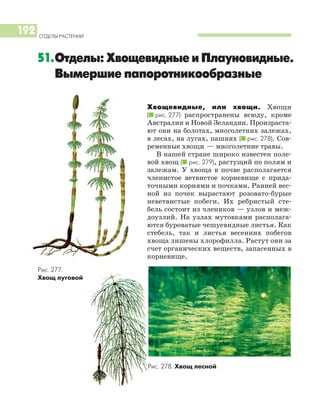 Хвощевидные, или хвощи. Хвощи
(I рис. 277) распространены всюду, кроме
Австралии и Новой Зеландии. Произраста
ют они на болотах, многолетних залежах,
в лесах, на лугах, пашнях (I рис. 278). Сов
ременные хвощи — многолетние травы.
В нашей стране широко известен поле
вой хвощ (I рис. 279), растущий по полям и
залежам. У хвоща в почве располагается
членистое ветвистое корневище с прида
точными корнями и почками. Ранней вес
ной из почек вырастают розовато бурые
неветвистые побеги. Их ребристый сте
бель состоит из члеников — узлов и меж
доузлий. На узлах мутовками располага
ются буроватые чешуевидные листья. Как
стебель, так и листья весенних побегов
хвоща лишены хлорофилла. Растут они за
счет органических веществ, запасенных в
корневище.
ОТДЕЛЫ РАСТЕНИЙ
192
51.Отделы: Хвощевидные и Плауновидные.
Вымершие папоротникообразные
Рис. 278. Хвощ лесной
Рис. 277.
Хвощ луговой
 