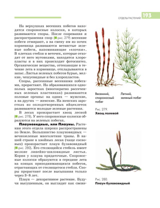 ОТДЕЛЫ РАСТЕНИЙ
193
Летний,
зеленый побег
Весенний,
спороносный
побег
Рис. 279.
Хвощ полевой
Рис. 280.
Плаун булавовидный
На верхушках весенних побегов нахо
дятся спороносные колоски, в которых
развиваются споры. После созревания и
распространения спор (I рис. 279) весенние
побеги отмирают, а на смену им из почек
корневища развиваются ветвистые зеле
ные побеги, напоминающие «елочки».
В клетках стебля и веточек, которые отхо
дят от него мутовками, находятся хлоро
пласты и в них происходит фотосинтез.
Органические вещества, оттекающие в те
чение лета в корневище, откладываются в
запас. Листья зеленых побегов бурые, мел
кие, чешуевидные и без хлоропластов.
Споры, рассеянные весенними побега
ми, прорастают. На образовавшихся одно
полых заростках (многократно рассечен
ных зеленых пластинках) развиваются
половые органы: на одних — мужские,
а на других — женские. На женских заро
стках из оплодотворенных яйцеклеток
развиваются молодые зеленые растения.
В лесах произрастает хвощ лесной
(I рис. 278). У него спороносные колоски об
разуются на зеленых побегах.
Плауновидные, или Плауны. Расте
ния этого отдела широко распространены
по Земле. Большинство плауновидных —
вечнозеленые многолетние травы. В на
шей стране в хвойных лесах (чаще сосно
вых) произрастает плаун булавовидный
(I рис. 280). Его стелющийся стебель имеет
мелкие линейно шиловидные листья.
Корни у плауна придаточные. Споронос
ные колоски образуются в середине лета
на концах приподнимающихся побегов,
отрастающих от стелющегося стебля. Спо
ры прорастают после высыпания только
через 3–8 лет.
Плаун — декоративное растение. Буду
чи высушенным, он выглядит как свеже
 