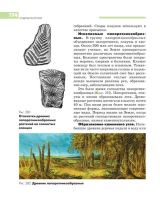 ОТДЕЛЫ РАСТЕНИЙ
194
собранный. Споры плаунов используют в
качестве присыпки.
Ископаемые папоротникообраз
ные. В группу папоротникообразных
объединяют папоротники, плауны и хво
щи. Около 300 млн лет назад, как предпо
лагают ученые, на Земле произрастало
множество различных папоротникообраз
ных. Большие пространства были покры
ты морями, озерами и болотами. Климат
повсюду был теплым и влажным. Туман
ная мгла часто закрывала солнце и падаю
щий на Землю солнечный свет был рассе
янным. Постоянные теплые ливневые
дожди вызывали разливы рек, образова
ние озер, заболачивание почв.
Это было время господства папоротни
кообразных (I рис. 282). Папоротники, пла
уны и хвощи образовывали леса. Древо
видные растения достигали в высоту почти
40 м. Под ними росли более мелкие жиз
ненные формы, напоминающие современ
ные виды. Период жизни на Земле, когда
из растений господствовали папоротнико
образные, назван каменноугольным.
Образование каменного угля. Поги
бавшие древние деревья падали в воду или
Рис. 281.
Отпечатки древних
папоротникообразных
растений на глинистых
сланцах
Рис. 282. Древние папоротникообразные
 