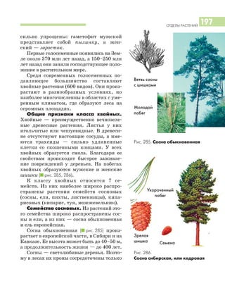 ОТДЕЛЫ РАСТЕНИЙ
197
Рис. 286.
Сосна сибирская, или кедровая
сильно упрощены: гаметофит мужской
представляет собой пылинку, а жен
ский — заросток.
Первые голосеменные появились на Зем
ле около 370 млн лет назад, а 150–250 млн
лет назад они заняли господствующее поло
жение в растительном мире.
Среди современных голосеменных по
давляющее большинство составляют
хвойные растения (600 видов). Они произ
растают в разнообразных условиях, но
наиболее многочисленны в областях с уме
ренным климатом, где образуют леса на
огромных площадях.
Общие признаки класса хвойных.
Хвойные — преимущественно вечнозеле
ные древесные растения. Листья у них
игольчатые или чешуевидные. В древеси
не отсутствуют настоящие сосуды, а име
ются трахеиды — сильно удлиненные
клетки со скошенными концами. У всех
хвойных образуется смола. Благодаря ее
свойствам происходит быстрое заживле
ние повреждений у деревьев. На побегах
хвойных образуются мужские и женские
шишки (I рис. 285, 286).
К классу хвойных относятся 7 се
мейств. Из них наиболее широко распро
странены растения семейств сосновых
(сосны, ели, пихты, лиственницы), кипа
рисовых (кипарис, туя, можжевельник).
Семейство сосновых. Из растений это
го семейства широко распространены сос
ны и ели, а из них — сосна обыкновенная
и ель европейская.
Сосна обыкновенная (I рис. 285) произ
растает в европейской части, в Сибири и на
Кавказе. Ее высота может быть до 40–50 м,
а продолжительность жизни — до 400 лет.
Сосны — светолюбивые деревья. Поэто
му в лесах их кроны сосредоточены только
Ветвь сосны
с шишками
Молодой
побег
Рис. 285. Сосна обыкновенная
Укороченный
побег
Зрелая
шишка Семена
 