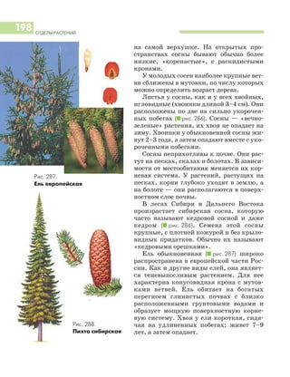 ОТДЕЛЫ РАСТЕНИЙ
198
на самой верхушке. На открытых про
странствах сосны бывают обычно более
низкие, «коренастые», с раскидистыми
кронами.
У молодых сосен наиболее крупные вет
ви сближены в мутовки, по числу которых
можно определить возраст дерева.
Листья у сосны, как и у всех хвойных,
игловидные (хвоинки длиной 3–4 см). Они
расположены по две на сильно укорочен
ных побегах (I рис. 286). Сосны — «вечно
зеленые» растения, их хвоя не опадает на
зиму. Хвоинки у обыкновенной сосны жи
вут 2–3 года, а затем опадают вместе с уко
роченными побегами.
Сосны неприхотливы к почве. Они рас
тут на песках, скалах и болотах. В зависи
мости от местообитания меняется их кор
невая система. У растений, растущих на
песках, корни глубоко уходят в землю, а
на болоте — они располагаются в поверх
ностном слое почвы.
В лесах Сибири и Дальнего Востока
произрастает сибирская сосна, которую
часто называют кедровой сосной и даже
кедром (I рис. 286). Семена этой сосны
крупные, с плотной кожурой и без крыло
видных придатков. Обычно их называют
«кедровыми орешками».
Ель обыкновенная (I рис. 287) широко
распространена в европейской части Рос
сии. Как и другие виды елей, она являет
ся теневыносливым растением. Для нее
характерна конусовидная крона с мутов
ками ветвей. Ель обитает на богатых
перегноем глинистых почвах с близко
расположенными грунтовыми водами и
образует мощную поверхностную корне
вую систему. Хвоя у ели короткая, сидя
чая на удлиненных побегах; живет 7–9
лет, а затем опадает.
Рис. 288.
Пихта сибирская
Рис. 287.
Ель европейская
 