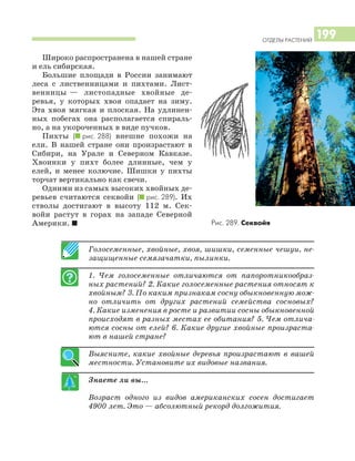 ОТДЕЛЫ РАСТЕНИЙ
199
Широко распространена в нашей стране
и ель сибирская.
Большие площади в России занимают
леса с лиственницами и пихтами. Лист
венницы — листопадные хвойные де
ревья, у которых хвоя опадает на зиму.
Эта хвоя мягкая и плоская. На удлинен
ных побегах она располагается спираль
но, а на укороченных в виде пучков.
Пихты (I рис. 288) внешне похожи на
ели. В нашей стране они произрастают в
Сибири, на Урале и Северном Кавказе.
Хвоинки у пихт более длинные, чем у
елей, и менее колючие. Шишки у пихты
торчат вертикально как свечи.
Одними из самых высоких хвойных де
ревьев считаются секвойи (I рис. 289). Их
стволы достигают в высоту 112 м. Сек
войи растут в горах на западе Северной
Америки. I
Голосеменные, хвойные, хвоя, шишки, семенные чешуи, не
защищенные семязачатки, пылинки.
1. Чем голосеменные отличаются от папоротникообраз
ных растений? 2. Какие голосеменные растения относят к
хвойным? 3. По каким признакам сосну обыкновенную мож
но отличить от других растений семейства сосновых?
4. Какие изменения в росте и развитии сосны обыкновенной
происходят в разных местах ее обитания? 5. Чем отлича
ются сосны от елей? 6. Какие другие хвойные произраста
ют в нашей стране?
Выясните, какие хвойные деревья произрастают в вашей
местности. Установите их видовые названия.
Знаете ли вы...
Возраст одного из видов американских сосен достигает
4900 лет. Это — абсолютный рекорд долгожития.
Рис. 289. Секвойя
 
