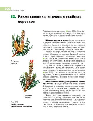 Рассмотрите рисунок (I рис. 290). Выясни
те, чем различаются между собой по стро
ению мужские и женские шишки сосны.
Шишки сосны и ели. Сосна и ель, как
и другие голосеменные, размножаются се
менами. Однако в отличие от цветковых
растений, семена у них образуются не вну
три плодов, а на чешуях женских шишек.
Весной на верхушках молодых побегов
сосны образуются мелкие (длиной около
5 мм) красноватые женские шишки
(I рис. 290). Каждая шишка имеет ось и отхо
дящие от нее чешуи. На верхних сторонах
чешуй располагаются по два семязачатка.
Мужские шишки у сосны образуются в
основаниях молодых побегов. Они жел
тые, мелкие и располагаются группами
(I рис. 290). На нижних сторонах чешуй
мужских шишек развиваются по 2 пыль
цевых мешочка. Внутри мешочков созре
вает пыльца.
Опыление и оплодотворение в шиш
ках сосны. Каждая пылинка сосны имеет
2 крупных пузырька, наполненных возду
хом. За счет их пылинки приобретают лег
кость — поэтому ветер переносит их на де
сятки и даже сотни метров.
После того как пылинки попадают на
семязачатки, чешуи женских шишек смы
каются и склеиваются смолой. Оплодотво
рение у сосны происходит только через
год, так как семязачатки во время опыле
ния к нему еще не готовы.
ОТДЕЛЫ РАСТЕНИЙ
200
53. Размножение и значение хвойных
деревьев
Рис. 290.
Побеги сосны
с молодыми шишками
Женские
шишки
Мужские
шишки
 