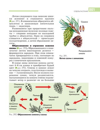 ОТДЕЛЫ РАСТЕНИЙ
201
Летом следующего года женские шиш
ки зеленеют и становятся крупнее
(I рис. 291). В семязачатках образуются яй
цеклетки и запасающая питательная
ткань — эндосперм.
Развившиеся при прорастании пыль
цы неподвижные мужские половые гаме
ты — спермии попадают по пыльцевой
трубке к яйцеклетке. Один из спермиев
сливается с яйцеклеткой — происходит
оплодотворение, а затем образование зи
готы.
Образование и строение семени
сосны (I рис. 292). Образовавшаяся в семя
зачатке зигота многократно делится —
формируется зародыш. При этом семяза
чаток превращается в семя, состоящее из
зародыша, эндосперма и семенной кожу
ры с пленчатым крылышком.
В конце зимы женская шишка дости
гает 4–6 см длины и приобретает бурый
цвет (I рис. 292). Семена в шишке лежат
на чешуях открыто, голо (отсюда и назва
ние — голосеменные). После полного соз
ревания семян, чешуи раздвигаются,
высыпающиеся из шишек семена подхва
тывает ветер и разносит их на большие
Рис. 292. Образование семени у сосны
Рис. 291.
Ветка сосны с шишками
Семена
Пыльца
Пыльцевой
мешок
Шишечка
с пыльцой
Шишечка
с семяза
чатками
Опыленная
шишечка
Зрелая шишка
Семя с
крылышком
Семя
Проросток
Раскрывшаяся
шишка
 