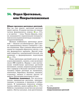 ОТДЕЛЫ РАСТЕНИЙ
203
54. Отдел Цветковые,
или Покрытосеменные
Рис. 294.
Схема развития
покрытосеменных растений
Общие признаки цветковых растений.
Как вы уже знаете, цветковое растение
имеет цветок. В завязи пестика из семяза
чатков формируются семена (I рис. 294),
а из цветка — плод. Таким образом, семе
на оказываются окруженными (покрыты
ми) околоплодником (отсюда и название —
покрытосеменные).
Важная особенность цветковых расте
ний — двойное оплодотворение. Две клет
ки зародышевого мешка сливаются с дву
мя спермиями. При слиянии яйцеклетки с
одним из спермиев образуется зигота, а из
нее формируется зародыш. Другой спер
мий сливается с центральной клеткой, что
приводит к формированию эндосперма
(I рис. 294).
Отдел цветковых растений делят на два
класса (вспомните, какие), а они включают
около 390 семейств. Наряду с уже изучен
ными семействами цветковых растений
(вспомните, какие), широкое распростране
ние в природе и большое значение в жизни
человека имеют растения из тыквенных,
зонтичных, березовых, буковых, липовых,
кленовых, ивовых и многих других се
мейств. Рассмотрим некоторые из них.
Семейство тыквенных. Это исключи
тельно травянистые растения, произрас
тающие, в основном, в тропиках и субтро
пиках. К тыквенным относятся огурцы,
тыквы, кабачки, дыни и арбузы (I рис. 295).
Побеги у тыквенных ползучие или цепляю
щиеся. Листья цельные, или рассеченные.
Пыльца
Цветок
Пестик
Тычинка
Семязачаток
Семя
Молодое
растение
 