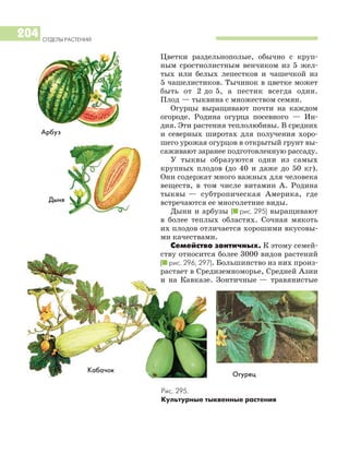 Цветки раздельнополые, обычно с круп
ным сростнолистным венчиком из 5 жел
тых или белых лепестков и чашечкой из
5 чашелистиков. Тычинок в цветке может
быть от 2 до 5, а пестик всегда один.
Плод — тыквина с множеством семян.
Огурцы выращивают почти на каждом
огороде. Родина огурца посевного — Ин
дия. Эти растения теплолюбивы. В средних
и северных широтах для получения хоро
шего урожая огурцов в открытый грунт вы
саживают заранее подготовленную рассаду.
У тыквы образуются одни из самых
крупных плодов (до 40 и даже до 50 кг).
Они содержат много важных для человека
веществ, в том числе витамин А. Родина
тыквы — субтропическая Америка, где
встречаются ее многолетние виды.
Дыни и арбузы (I рис. 295) выращивают
в более теплых областях. Сочная мякоть
их плодов отличается хорошими вкусовы
ми качествами.
Семейство зонтичных. К этому семей
ству относится более 3000 видов растений
(I рис. 296, 297). Большинство из них произ
растает в Средиземноморье, Средней Азии
и на Кавказе. Зонтичные — травянистые
ОТДЕЛЫ РАСТЕНИЙ
204
Огурец
Арбуз
Рис. 295.
Культурные тыквенные растения
Дыня
Кабачок
 