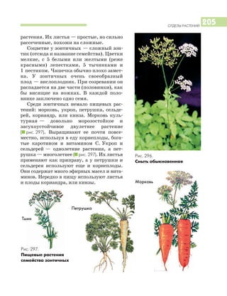ОТДЕЛЫ РАСТЕНИЙ
205
Рис. 296.
Сныть обыкновенная
Тмин
растения. Их листья — простые, но сильно
рассеченные, похожи на сложные.
Соцветие у зонтичных — сложный зон
тик (отсюда и название семейства). Цветки
мелкие, с 5 белыми или желтыми (реже
красными) лепестками, 5 тычинками и
1 пестиком. Чашечка обычно плохо замет
на. У зонтичных очень своеобразный
плод — вислоплодник. При созревании он
распадается на две части (половинки), как
бы висящие на ножках. В каждой поло
винке заключено одно семя.
Среди зонтичных немало пищевых рас
тений: морковь, укроп, петрушка, сельде
рей, кориандр, или кинза. Морковь куль
турная — довольно морозостойкое и
засухоустойчивое двулетнее растение
(I рис. 297). Выращивают ее почти повсе
местно, используя в еду корнеплоды, бога
тые каротином и витамином С. Укроп и
сельдерей — однолетние растения, а пет
рушка — многолетнее (I рис. 297). Их листья
применяют как приправу, а у петрушки и
сельдерея используют еще и корнеплоды.
Они содержат много эфирных масел и вита
минов. Нередко в пищу используют листья
и плоды кориандра, или кинзы.
Петрушка
Рис. 297.
Пищевые растения
семейства зонтичных
Морковь
 