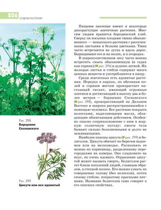 Пищевое значение имеют и некоторые
дикорастущие зонтичные растения. Мно
гим людям нравится бородинский хлеб.
Сверху он посыпан плодами тмина обыкно
венного — невысокого растения с рассечен
ными листьями и белыми цветками. Тмин
часто встречается на лугах и вдоль дорог.
Выращивают его и на полях, и в огородах.
В широколиственном лесу часто можно
встретить сныть обыкновенную (в садах
как сорняк) (I рис. 296) и дудник лесной. Их
молодые листья и стебли содержат много
ценных веществ и употребляются в пищу.
Среди зонтичных есть ядовитые расте
ния. Нередко в парках, по обочинам по
лей и сорным местам произрастает на
стоящий гигант, имеющий огромные
зонтики и достигающий в высоту два и бо
лее метров — борщевик Сосновского
(I рис. 298), произрастающий на Дальнем
Востоке и широко распространившийся с
помощью человека. Все растение покрыто
волосками, выделяющими масла, обла
дающие обжигающим действием. Особен
но опасно соприкосновение с ним в жар
кую солнечную погоду: ожоги тела
бывают сильно болезненными и долго не
заживающими.
Наиболее опасны цикута (I рис. 299) и бо
лиголов. Цикута обитает по берегам водое
мов или на мелководье. Распознать ее
можно по корневищу, разделенному пере
городками на камеры. Оно сладковато на
вкус, но очень ядовито. Отравление цику
той может вызвать смерть. Болиголов рас
тет близи поселений людей, главным обра
зом, в степной полосе. Его можно узнать по
совершенно голому (без волосков), почти
сизому стеблю, покрытому красными пят
нами. Название болиголов само говорит о
его опасных свойствах.
ОТДЕЛЫ РАСТЕНИЙ
206
Рис. 299.
Цикута или вех ядовитый
Рис. 298.
Борщевик
Сосновского
 