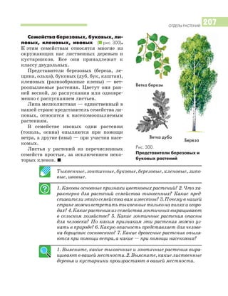 ОТДЕЛЫ РАСТЕНИЙ
207
Семейства березовых, буковых, ли
повых, кленовых, ивовых (I рис. 300).
К этим семействам относятся многие из
окружающих нас лиственных деревьев и
кустарников. Все они принадлежат к
классу двудольных.
Представители березовых (береза, ле
щина, ольха), буковых (дуб, бук, каштан),
кленовых (разнообразные клены) — вет
роопыляемые растения. Цветут они ран
ней весной, до распускания или одновре
менно с распусканием листьев.
Липа мелколистная — единственный в
нашей стране представитель семейства ли
повых, относится к насекомоопыляемым
растениям.
В семействе ивовых одни растения
(тополь, осина) опыляются при помощи
ветра, а другие (ивы) — при участии насе
комых.
Листья у растений из перечисленных
семейств простые, за исключением неко
торых кленов. I
Ветка березы
Рис. 300.
Представители березовых и
буковых растений
Тыквенные, зонтичные, буковые, березовые, кленовые, липо
вые, ивовые.
1. Каковы основные признаки цветковых растений? 2. Что ха
рактерно для растений семейства тыквенных? Какие пред
ставители этого семейства вам известны? 3. Почему в нашей
странеможновстретитьтыквенныетольконаполяхиогоро
дах? 4. Какие растения из семейства зонтичных выращивают
в сельском хозяйстве? 5. Какие зонтичные растения опасны
для человека? По каким признакам эти растения можно уз
нать в природе? 6. Какую опасность представляет для челове
ка борщевик сосновского? 7. Какие древесные растения опыля
ются при помощи ветра, а какие — при помощи насекомых?
1. Выясните, какие тыквенные и зонтичные растения выра
щивают в вашей местности. 2. Выясните, какие лиственные
деревья и кустарники произрастают в вашей местности.
Ветка дуба
Береза
 