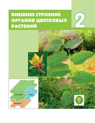 ОБЩЕЕ ЗНАКОМСТВО С ЦВЕТКОВЫМИ РАСТЕНИЯМИ 21
ВНЕШНЕЕ СТРОЕНИЕ
ОРГАНОВ ЦВЕТКОВЫХ
РАСТЕНИЙ 2
ГРИБЫРАСТЕНИЯ
БАКТЕРИИ
 