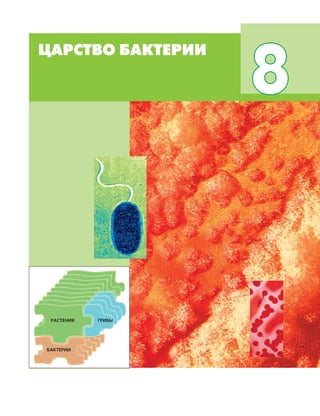ЦАРСТВО БАКТЕРИИ 211
ЦАРСТВО БАКТЕРИИ
8
ГРИБЫРАСТЕНИЯ
БАКТЕРИИ
 