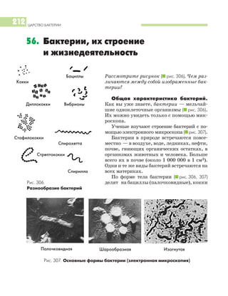 ЦАРСТВО БАКТЕРИИ
212
Рассмотрите рисунок (I рис. 306). Чем раз
личаются между собой изображенные бак
терии?
Общая характеристика бактерий.
Как вы уже знаете, бактерии — мельчай
шие одноклеточные организмы (I рис. 306).
Их можно увидеть только с помощью мик
роскопа.
Ученые изучают строение бактерий с по
мощью электронного микроскопа (I рис. 307).
Бактерии в природе встречаются повсе
местно — в воздухе, воде, ледниках, нефти,
почве, гниющих органических остатках, в
организмах животных и человека. Больше
всего их в почве (около 1 000 000 в 1 см3).
Одни и те же виды бактерий встречаются на
всех материках.
По форме тела бактерии (I рис. 306, 307)
делят на бациллы (палочковидные), кокки
56. Бактерии, их строение
и жизнедеятельность
Палочковидная Шарообразная Изогнутая
Рис. 307. Основные формы бактерии (электронная микроскопия)
Рис. 306.
Разнообразие бактерий
Кокки
Диплококки
Бациллы
Вибрионы
Стафилококки
Стрептококки
Спирохетта
Спирилла
 