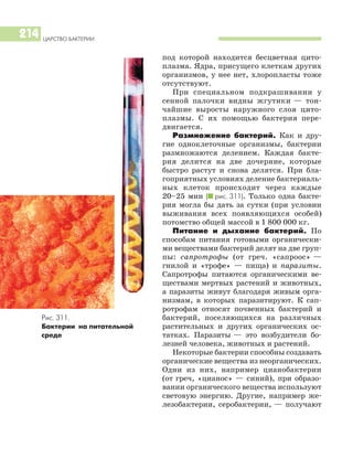 ЦАРСТВО БАКТЕРИИ
214
под которой находится бесцветная цито
плазма. Ядра, присущего клеткам других
организмов, у нее нет, хлоропласты тоже
отсутствуют.
При специальном подкрашивании у
сенной палочки видны жгутики — тон
чайшие выросты наружного слоя цито
плазмы. С их помощью бактерия пере
двигается.
Размножение бактерий. Как и дру
гие одноклеточные организмы, бактерии
размножаются делением. Каждая бакте
рия делится на две дочерние, которые
быстро растут и снова делятся. При бла
гоприятных условиях деление бактериаль
ных клеток происходит через каждые
20–25 мин (I рис. 311). Только одна бакте
рия могла бы дать за сутки (при условии
выживания всех появляющихся особей)
потомство общей массой в 1 800 000 кг.
Питание и дыхание бактерий. По
способам питания готовыми органически
ми веществами бактерий делят на две груп
пы: сапротрофы (от греч. «сапроос» —
гнилой и «трофе» — пища) и паразиты.
Сапротрофы питаются органическими ве
ществами мертвых растений и животных,
а паразиты живут благодаря живым орга
низмам, в которых паразитируют. К сап
ротрофам относят почвенных бактерий и
бактерий, поселяющихся на различных
растительных и других органических ос
татках. Паразиты — это возбудители бо
лезней человека, животных и растений.
Некоторые бактерии способны создавать
органические вещества из неорганических.
Одни из них, например цианобактерии
(от греч, «цианос» — синий), при образо
вании органического вещества используют
световую энергию. Другие, например же
лезобактерии, серобактерии, — получают
Рис. 311.
Бактерии на питательной
среде
 