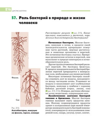 ЦАРСТВО БАКТЕРИИ
216
Рассмотрите рисунок (I рис. 315). Какие
признаки появляются у растений, пора
женных болезнетворными бактериями?
Почвенные бактерии. Многие бакте
рии, живущие в почве, в процессе своей
жизнедеятельности превращают отмер
шие части растений, мертвые раститель
ные и животные организмы в перегной.
Это почвенные бактерии гниения. Превра
щая органические остатки в перегной, они
выполняют в природе санитарную и почво
образовательную роль.
Другаягруппапочвенныхбактерийразла
гает перегной. Это бактерии брожения.
В процессежизнедеятельностибактерийбро
жения перегной превращается в минераль
ные соли, необходимые для жизни растений.
Некоторые почвенные бактерии способ
ны усваивать азот из воздуха, находящего
ся между частицами почвы. Усваивают из
воздуха и накапливают азот клубеньковые
бактерии, живущие в симбиозе с корнями
бобовых растений (горох, люпин, соя)
(I рис. 313, 314). Отмирая, растения обогаща
ют почву веществами, содержащими азот.
Хозяйственное значение бактерий
гниения и брожения. Многие бактерии
гниения вызывают порчу продуктов пита
ния. Поэтому скоропортящиеся продукты
хранят в холодильниках (при низкой темпе
ратурежизнедеятельностьбактерийпонижа
ется), консервируют (с использованием пова
ренной соли, сахара, уксуса), сушат, коптят.
57. Роль бактерий в природе и жизни
человека
Рис. 313.
Азотобактерии, живущие
на фасоли, горохе, клевере
Фасоль
Соя
 
