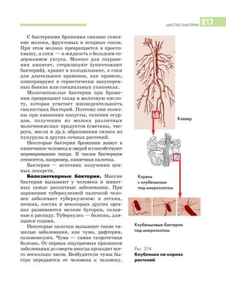 ЦАРСТВО БАКТЕРИИ 217
С бактериями брожения связано скиса
ние молока, фруктовых и ягодных соков.
При этом молоко превращается в просто
квашу, а соки — в жидкость с большим со
держанием уксуса. Молоко для сохране
ния кипятят, стерилизуют (уничтожают
бактерий), хранят в холодильнике, а соки
для длительного хранения, как правило,
консервируют в герметически закупорен
ных банках или специальных упаковках.
Молочнокислые бактерии при броже
нии превращают сахар в молочную кисло
ту, которая угнетает жизнедеятельность
гнилостных бактерий. Поэтому они полез
ны при квашении капусты, солении огур
цов, получении из молока различных
молочнокислых продуктов (сметаны, тво
рога, масла и др.); образовании силоса из
кукурузы и других сочных растений.
Некоторые бактерии брожения живут в
кишечнике человека и зверей и способствуют
перевариванию пищи. К таким бактериям
относится, например, кишечная палочка.
Бактерии — источник получения цен
ных лекарств.
Болезнетворные бактерии. Многие
бактерии вызывают у человека и живот
ных самые различные заболевания. При
заражении туберкулезной палочкой чело
век заболевает туберкулезом: в легких,
почках, костях и некоторых других орга
нах развиваются мелкие бугорки, склон
ные к распаду. Туберкулез — болезнь, для
щаяся годами.
Некоторые палочки вызывают такие тя
желые заболевания, как чума, дифтерия,
сальмонеллез. Чума — самая скоротечная
болезнь. От первых ощущаемых признаков
заболевания до смерти иногда проходит все
го несколько часов. Возбудители чумы бы
стро передаются от человека к человеку.
Клевер
Корень
с клубеньками
под микроскопом
Рис. 314.
Клубеньки на корнях
растений
Клубеньковые бактерии
под микроскопом
 