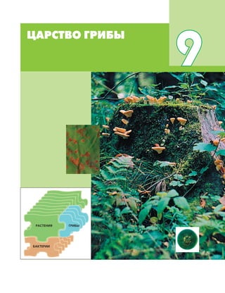 ЦАРСТВО ГРИБЫ 219
ЦАРСТВО ГРИБЫ
9
ГРИБЫРАСТЕНИЯ
БАКТЕРИИ
 