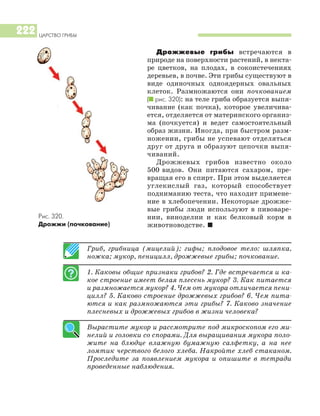 Гриб, грибница (мицелий); гифы; плодовое тело: шляпка,
ножка; мукор, пеницилл, дрожжевые грибы; почкование.
1. Каковы общие признаки грибов? 2. Где встречается и ка
кое строение имеет белая плесень мукор? 3. Как питается
и размножается мукор? 4. Чем от мукора отличается пени
цилл? 5. Каково строение дрожжевых грибов? 6. Чем пита
ются и как размножаются эти грибы? 7. Каково значение
плесневых и дрожжевых грибов в жизни человека?
Вырастите мукор и рассмотрите под микроскопом его ми
нелий и головки со спорами. Для выращивания мукора поло
жите на блюдце влажную бумажную салфетку, а на нее
ломтик черствого белого хлеба. Накройте хлеб стаканом.
Проследите за появлением мукора и опишите в тетради
проведенные наблюдения.
ЦАРСТВО ГРИБЫ
222
Дрожжевые грибы встречаются в
природе на поверхности растений, в некта
ре цветков, на плодах, в сокоистечениях
деревьев, в почве. Эти грибы существуют в
виде одиночных одноядерных овальных
клеток. Размножаются они почкованием
(I рис. 320): на теле гриба образуется выпя
чивание (как почка), которое увеличива
ется, отделяется от материнского организ
ма (почкуется) и ведет самостоятельный
образ жизни. Иногда, при быстром разм
ножении, грибы не успевают отделяться
друг от друга и образуют цепочки выпя
чиваний.
Дрожжевых грибов известно около
500 видов. Они питаются сахаром, пре
вращая его в спирт. При этом выделяется
углекислый газ, который способствует
подниманию теста, что находит примене
ние в хлебопечении. Некоторые дрожже
вые грибы люди используют в пивоваре
нии, виноделии и как белковый корм в
животноводстве. I
Рис. 320.
Дрожжи (почкование)
 