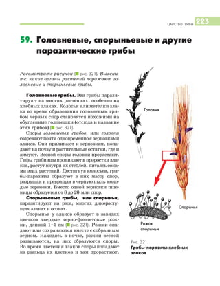 ЦАРСТВО ГРИБЫ 223
Рассмотрите рисунок (I рис. 321). Выясни
те, какие органы растений поражают го
ловневые и спорыньевые грибы.
Головневые грибы. Эти грибы парази
тируют на многих растениях, особенно на
хлебных злаках. Колосья или метелки зла
ка во время образования головневым гри
бом черных спор становятся похожими на
обугленные головешки (отсюда и название
этих грибов) (I рис. 321).
Споры головневых грибов, или головни
созревают почти одновременно с зерновками
злаков. Они прилипают к зерновкам, попа
дают на почву и растительные остатки, где и
зимуют. Весной споры головни прорастают.
Гифы грибницы проникают в проростки зла
ков, растут внутри их стеблей, питаясь сока
ми этих растений. Достигнув колосьев, гри
бы паразиты образуют в них массу спор,
разрушая и превращая в черную пыль моло
дые зерновки. Вместо одной зерновки пше
ницы образуется от 8 до 20 млн спор.
Спорыньевые грибы, или спорынья,
паразитируют на ржи, многих дикорасту
щих злаках и осоках.
Спорынья у злаков образует в завязях
цветков твердые черно фиолетовые рож
ки, длиной 1–5 см (I рис. 321). Рожки опа
дают или сохраняются вместе с собранным
зерном. Находясь в почве, рожки весной
развиваются, на них образуются споры.
Во время цветения злаков споры попадают
на рыльца их цветков и там прорастают.
59. Головневые, спорыньевые и другие
паразитические грибы
Рис. 321.
Грибы паразиты хлебных
злаков
Головня
Спорынья
Рожок
спорыньи
 